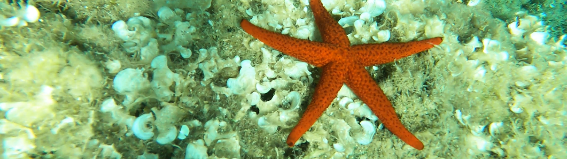 Snorkeling – Alla scoperta della vita sott’acqua - Agosto